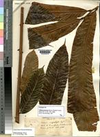 Lectotype of Talisia princeps Oliv. in Hook. [family SAPINDACEAE]