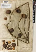 Lectotype of Talisia princeps Oliv. [family SAPINDACEAE]