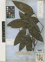 Lectotype of Talisia acutifolia Radlk. [family SAPINDACEAE]