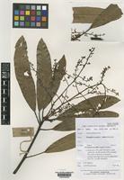 Isotype of Mangifera austro-indica Kosterm. [family ANACARDIACEAE]