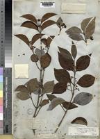 Lectotype of Euonymus hederaceus Champ. ex Benth. [family CELASTRACEAE]
