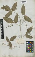 Serjania tenuis Radlk. [family SAPINDACEAE]