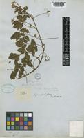 Serjania confertiflora Radlk. [family SAPINDACEAE]