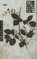 Serjania pedicellaris Radlk. [family SAPINDACEAE]