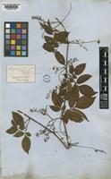 Serjania corrugata Radlk. [family SAPINDACEAE]
