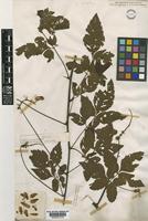 Serjania fuscifolia Radlk. [family SAPINDACEAE]