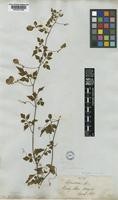 Serjania orbicularis Radlk. [family SAPINDACEAE]