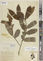 Syntype of Antidesma phanrangense Gagnep. [family PHYLLANTHACEAE]