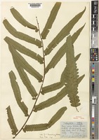 Syntype of Alsophila podophylla Hook. [family CYATHEACEAE]