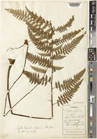 Type of Alsophila denticulata Baker [family CYATHEACEAE]