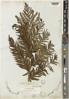 Isolectotype of Cyathea dregei Kunze [family CYATHEACEAE]