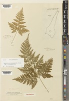 Davallia mariesii H.J.Veitch [family DAVALLIACEAE]