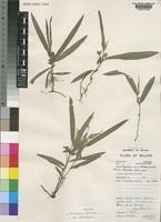 Holotype of Eriosema shirense Baker f. var. pawekiae [family LEGUMINOSAE-PAPILIONOIDEAE]