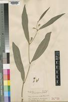 Type of Dolichos simplicifolius Hook. f. [family LEGUMINOSAE-PAPILIONOIDEAE]