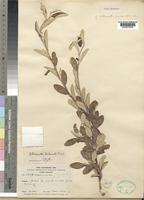 Type of Cotoneaster vernae C.K.Schneid. [family ROSACEAE]