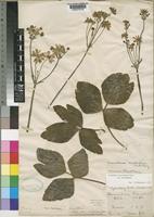 Type of Knowltonia multiflora Burtt Davy [family RANUNCULACEAE]