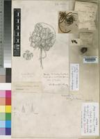 Holotype of Widdringtonia mahonii Mast. [family CUPRESSACEAE]