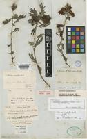 Holotype of Calliandra eriophylla Benth. [family LEGUMINOSAE-MIMOSOIDEAE]