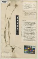 Syntype of Allium insubricum Boiss. & Reut. [family ALLIACEAE]