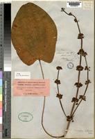 Holotype of Echinodorus virgatus (Hook. & Arn.) Micheli [family ALISMATACEAE]