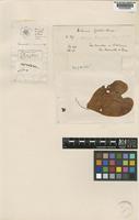 kleptotype of Dioscorea bernoulliana Prain & Burkill [family DIOSCOREACEAE]