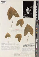 Isotype of Stylochaeton crassispathus Bogner [family ARACEAE]
