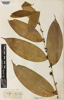 Type of Disporopsis longifolia Craib [family CONVALLARIACEAE]