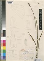 Holotype of Polystachya geniculata Summerh. [family ORCHIDACEAE]