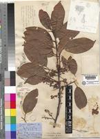 Type of Prunus africana (Hook.f.) Kalkman [family ROSACEAE]