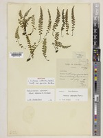 Isotype of Lindsaea cultrata (Willd.) Sw. var. parvula Holttum [family LINDSAEACEAE]