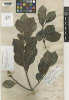 Isotype of Psidium coriaceum Mart. ex DC. var. longipes O.Berg [family MYRTACEAE]