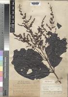 Type of Wendlandia arborescens Cowan [family RUBIACEAE]