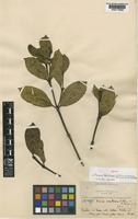 Isotype of Faramea coerulescens K.Schum. & K.Krause [family RUBIACEAE]