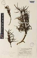 Isotype of Amaranthus brownii Christoph. & Caum [family AMARANTHACEAE]