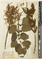 Tetradenia riparia (Hochst.) L.E.Codd [family LAMIACEAE]