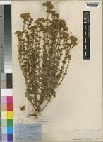 Sebaea brachyphylla Griseb. var. longistyla [family GENTIANACEAE]