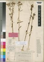 Lectotype of Sebaea oldenlandioides S.Moore [family GENTIANACEAE]