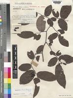 Monanthotaxis chasei (Robson) Verdc. [family ANNONACEAE]