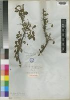 Type of Zanthoxylum thunbergii DC. var. obtusifolia Harv. [family RUTACEAE]