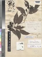 Type of Melanocarpum sprucei Hook.f. [family AMARANTHACEAE]