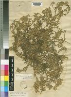 Type of Ononis cossoniana Boiss. & Reut var. robusta Sirj. [family LEGUMINOSAE-PAPILIONOIDEAE]