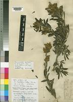 Lectotype of Cytisus proliferus L.f. var. angustifolius Kuntze [family LEGUMINOSAE-PAPILIONOIDEAE]