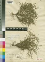 Crotalaria shirensis (Baker f.) Milne-Redh. [family LEGUMINOSAE-PAPILIONOIDEAE]