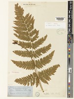 Holotype of Nephrodium eatonii Baker [family DRYOPTERIDACEAE]