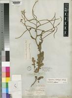 Sisymbrium thellungii O.E.Schulz [family CRUCIFERAE]