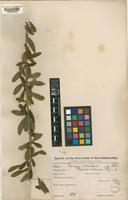 Type of Boscia caloneura Gilg [family CAPPARACEAE]