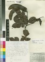 Isotype of Newtonia scandens Villiers [family LEGUMINOSAE-MIMOSOIDEAE]
