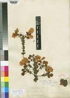 Syntype of Cassia petersiana Bolle var. tomentosa Baker f. [family LEGUMINOSAE-CAESALPINIOIDEAE]