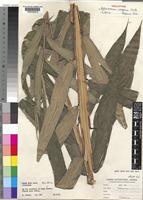 Holotype of Aframomum elegans Lock [family ZINGIBERACEAE]