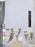 Type of Piriqueta capensis (Harv.) Urb. [family TURNERACEAE]